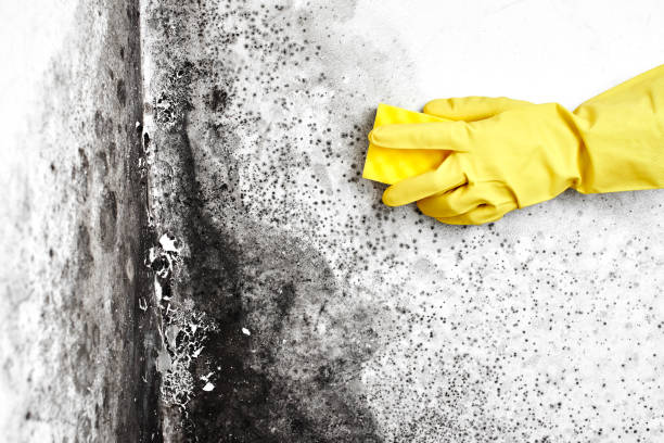 Best Black Mold Removal  in Glendale, AZ