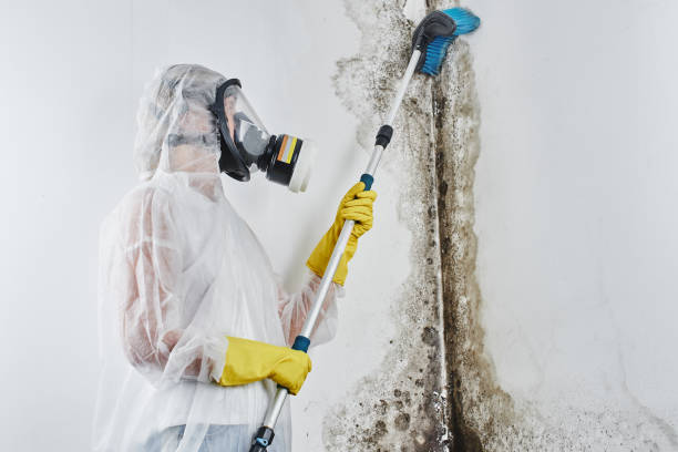 Home Mold Removal in Glendale, AZ