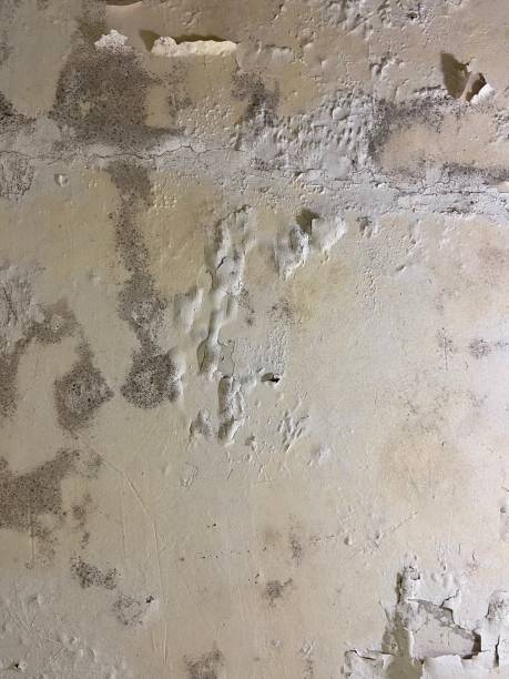 Mold Removal and Inspection in Glendale, AZ