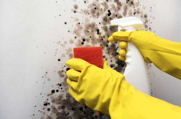 Professional Mold Removal in Glendale, AZ