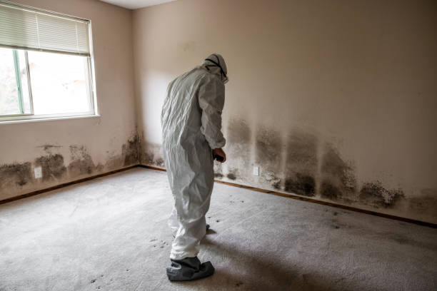 Best Mold Cleaning Services  in Glendale, AZ